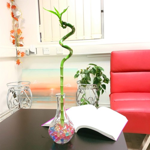 Spiral lucky bamboo ribbon - spiral,