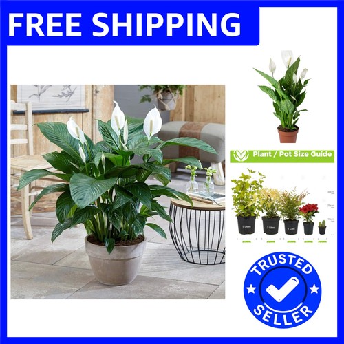 Gmo free spathiphyllum - free, peace