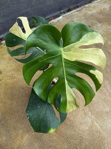 Monstera deliciosa white - , rear