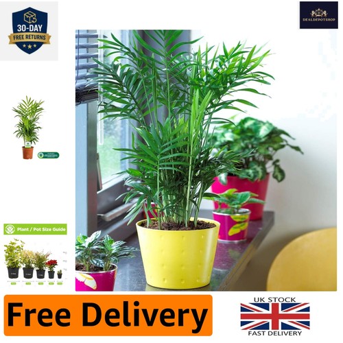 Charming chamaedorea palm - chamaedorea,