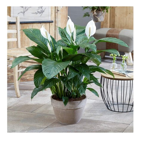 Peace lily plant pot - peace,