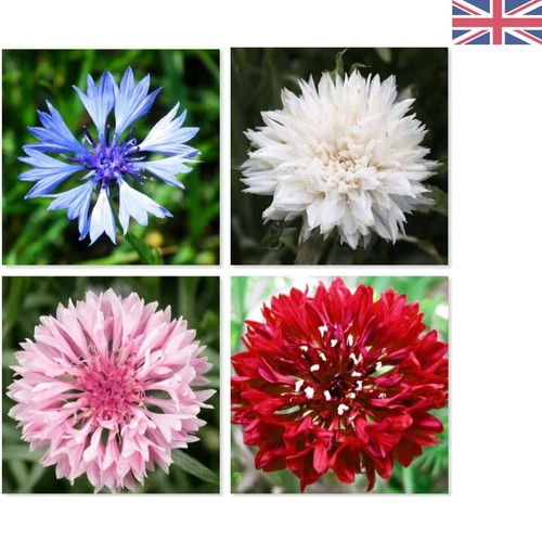 Organic cornflower tall mixed - organic,