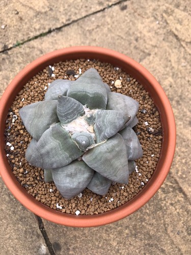 Ariocarpus brevi large old - ariocarpus,