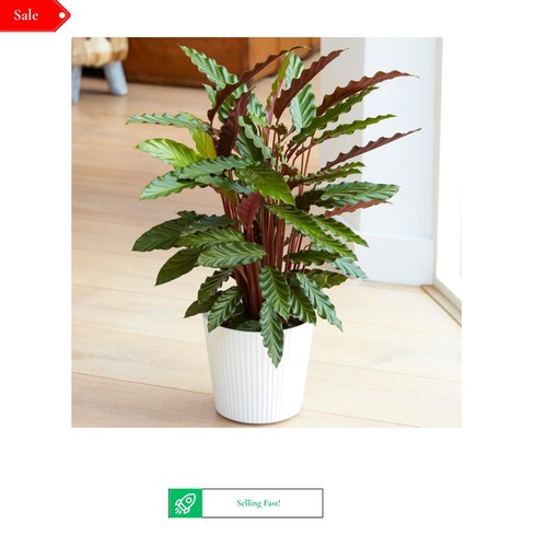 Calathea elgergrass indoor - calathea,