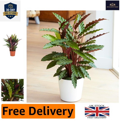 Calathea elgergrass plant - elgergrass,
