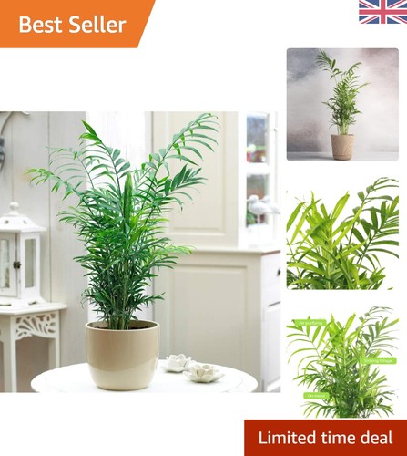 Chamaedorea elegans parlour - elegans,