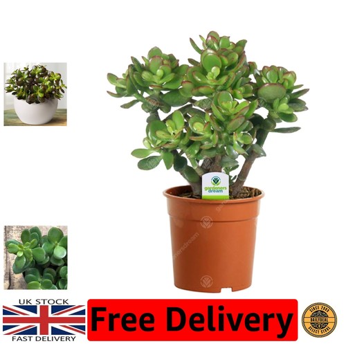 Gmo free crassula ovata indoor - crassula,
