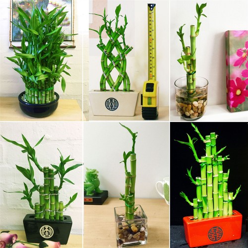 Lucky bamboo ribbon plant - ribbon,