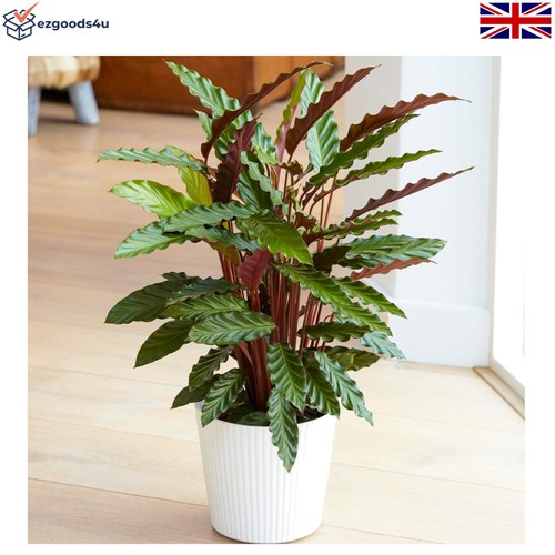 Live calathea elgergrass for - live,