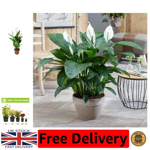 Beautiful peace lily plant - beautiful,