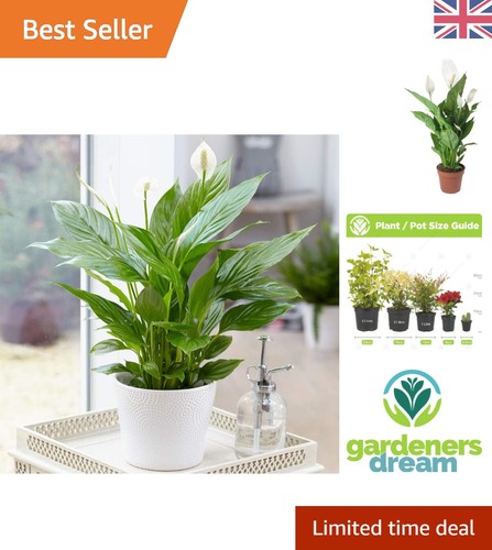 Low maintenance spathiphyllum - low,