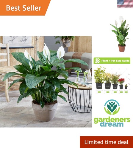 Indoor spathiphyllum plant - plant,