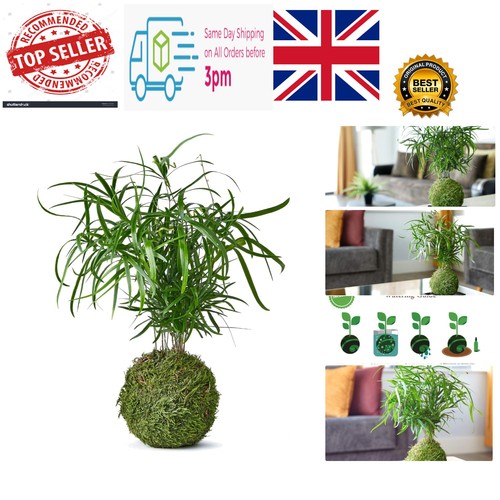 Home decor falcatus - home,