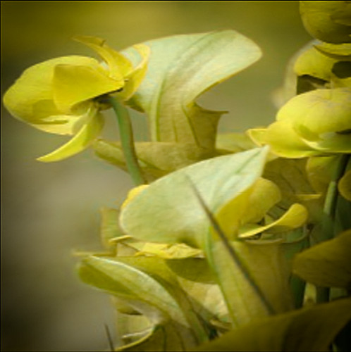Sarracenia heterophylla