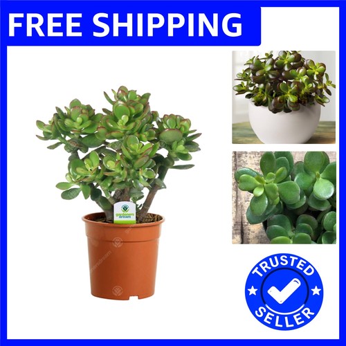 Live crassula ovata indoor - ovata,