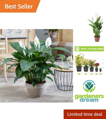 Charming peace lily plant - plant, in