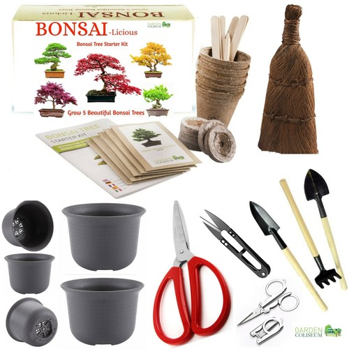 Bonsai tree kit - tree, grow