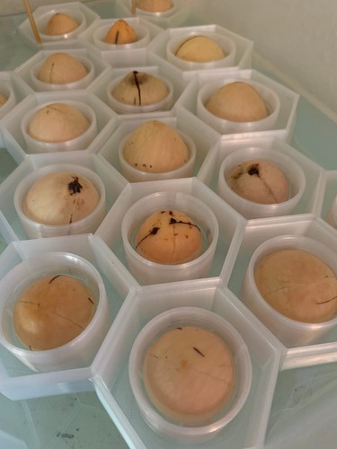 Avocado seed boat float - avocado,