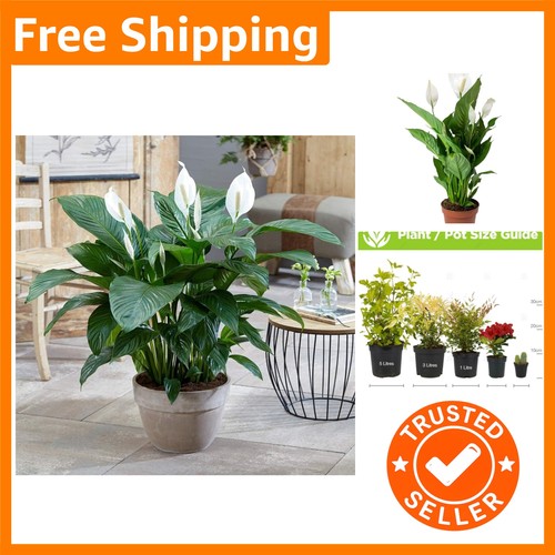 Elegant spathiphyllum peace - spathiphyllum,