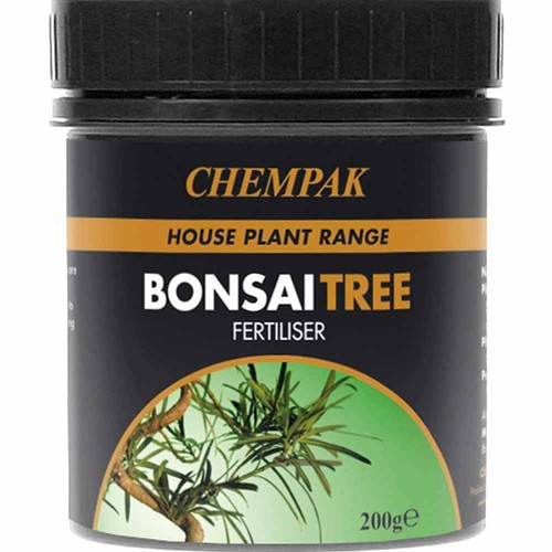 Chempak bonsai tree - bonsai,