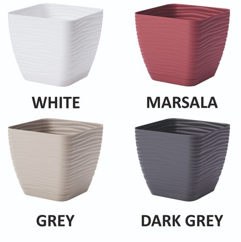 Spring sale plant - plant, pots