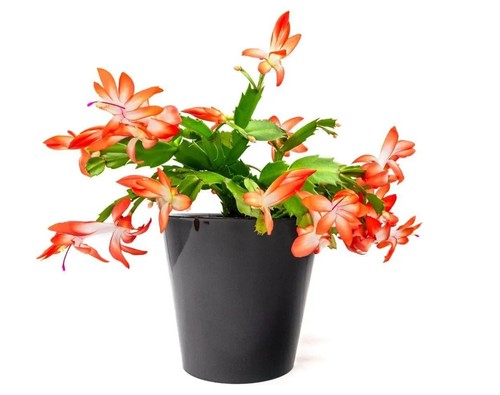 Orange christmas cactus - orange,