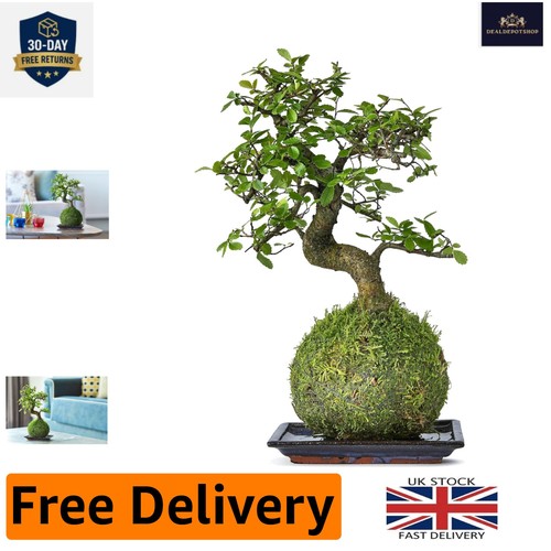 Elegantly crafted chinese elm - elegantly,