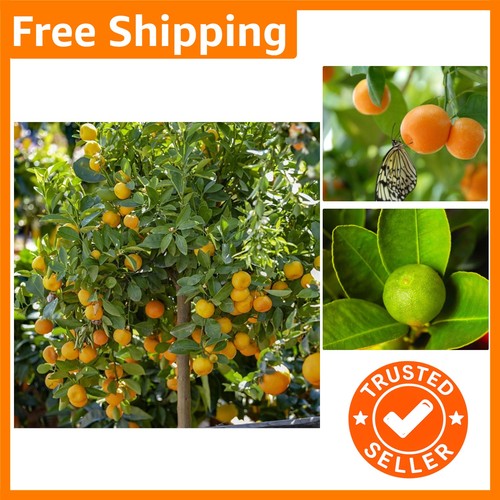 Beautifully fragrant citrus - fragrant,