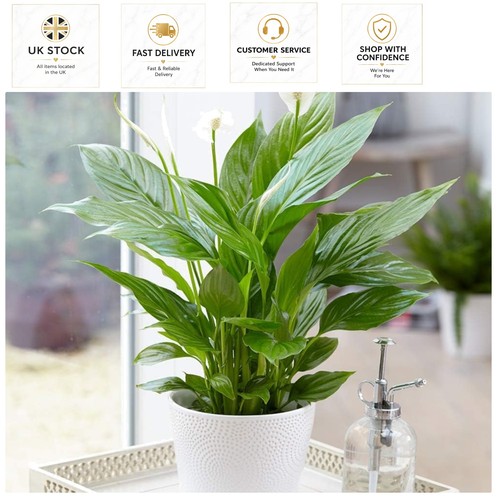 Adaptable peace lily plant - adaptable,