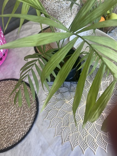 Arica palm plant single - , 1ltr