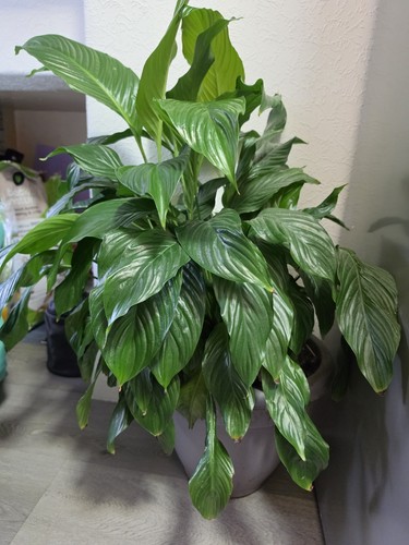 Elegant peace lily plant - elegant,