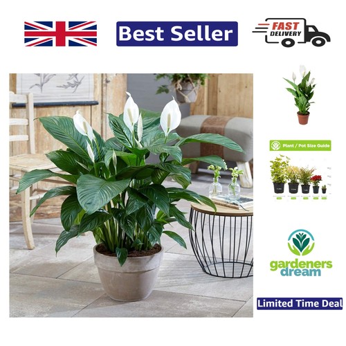 Spathiphyllum peace lily - peace,