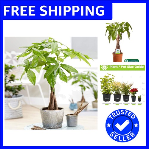 Gmo free pachira aquatica - gmo-free,