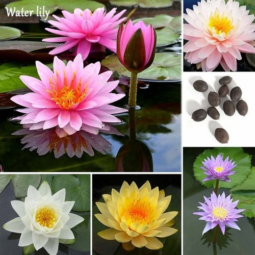 Bonsai lotus seeds 10 - lotus,