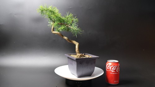Larch bonsai tree pre - larch,