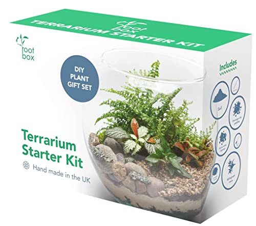 Clearance root box - large, plant