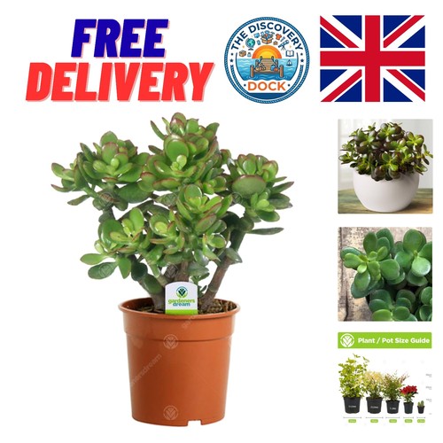 Crassula ovata money tree - ovata,