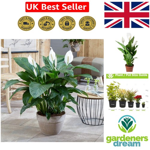 Real peace lily plant - lily,