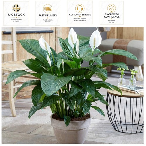 Elegant peace lily - elegant, plant