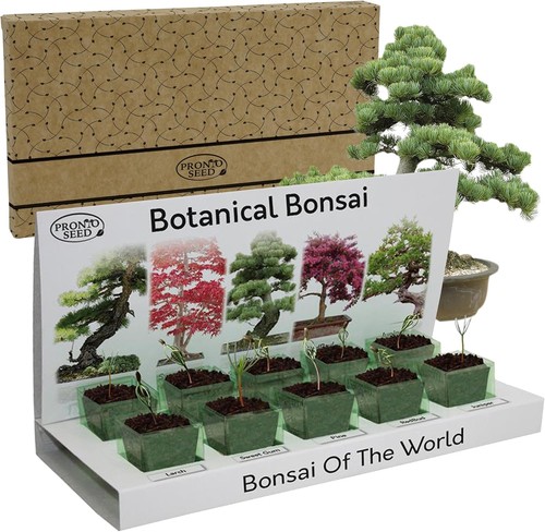 Pronto seed bonsai - pronto,
