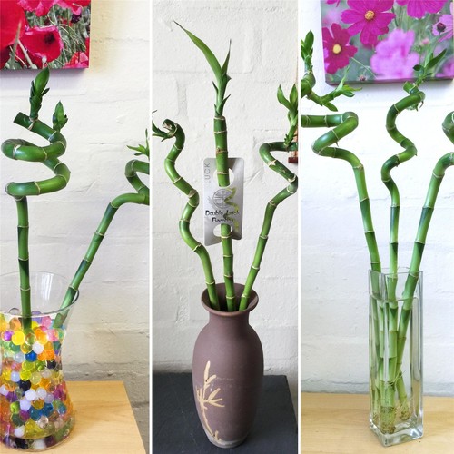 Spiral straight lucky - spiral, bamboo