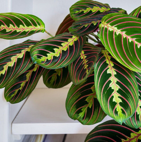 Prayer plant maranta - plant,
