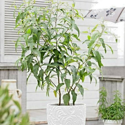 Grow your own - your, lemon