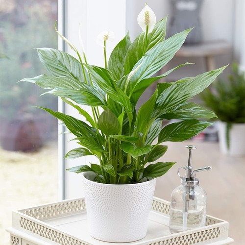 Spathiphyllum peace lily 9cm - -,