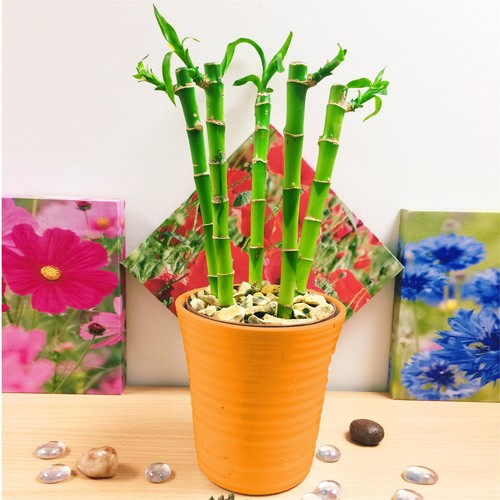 Lucky bamboo soil indoor - 1, in