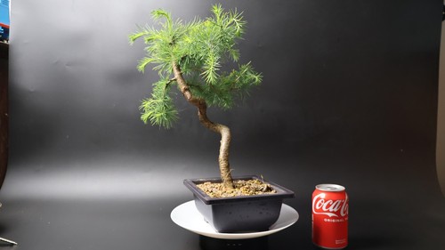 Larch bonsai tree - larch,
