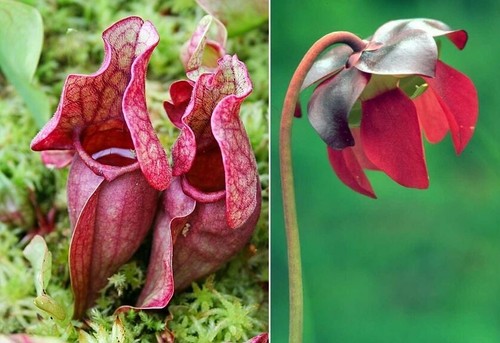Sarracenia purpurea purple - purpurea, (purple