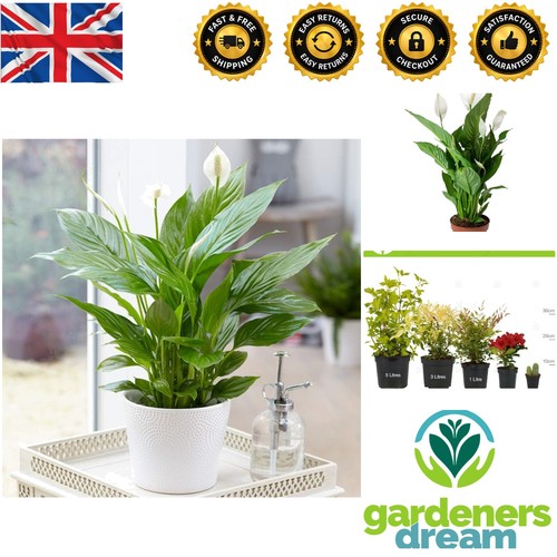 Indoor peace lily plant - peace,
