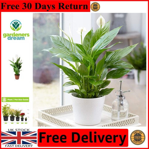 Versatile peace lily plant - peace,