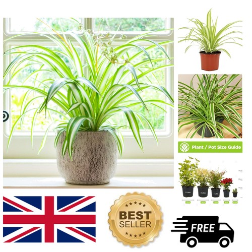 Neatly striped spider - spider, plant